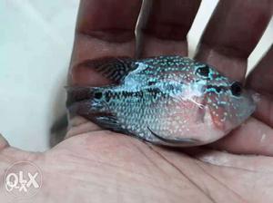 Gray And Black Flat Fish