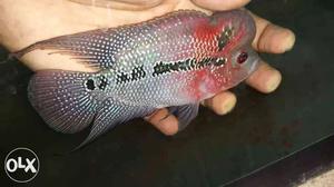 Gray, Red, And Black Flowerhorn