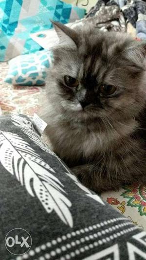Grayish white coloured Persian cat 2 months old. Comment wid