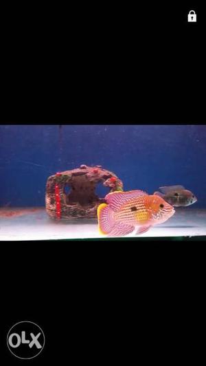 Green cichlid breeding pair