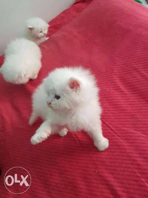Healthy active cute baby persian cats kitten sale blue eyes