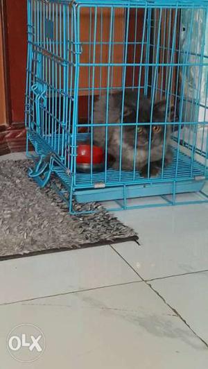 Hello frds I sell my male cat and cage dono