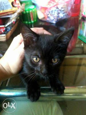 Hii.wana sell.my velvet soft cat black.and white