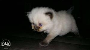 Himalayan cat kitt