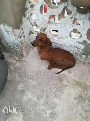I want to sell my dushund pupy 4Month old