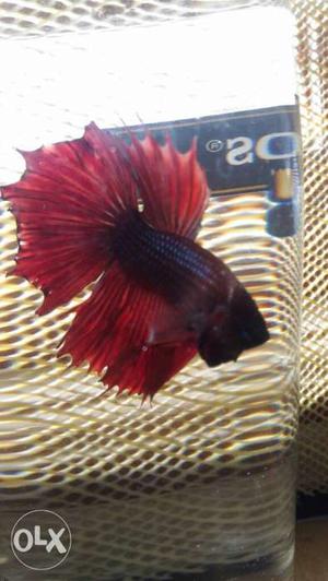 Imported Blood colour Betta