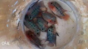 Imported FlowerHorn Fish Available