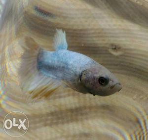 Imported Gold mixed color betta fish