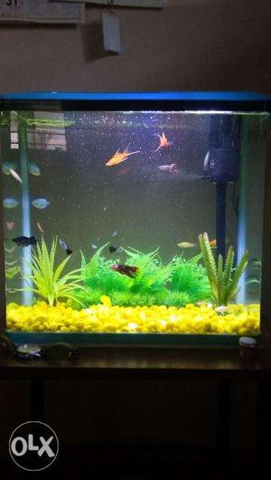 Imported fish tank brand new one week old