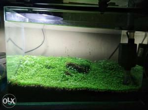 Imported tank along with soil ND plant, light,