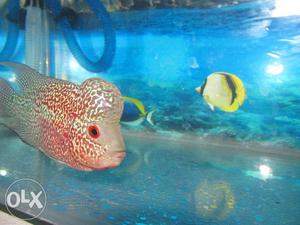 Kamfa Flower horn and fish tank