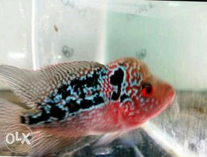 Kamfamalau n chilli red flowerhorn with exciting