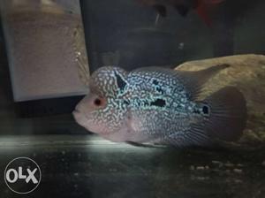 King kamfa flowerhorn with very good hump and