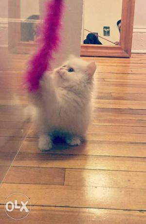Kitten i want to sell my persian cat kitten home breed