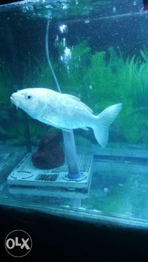Koi fish fully off white color, 7" size. full