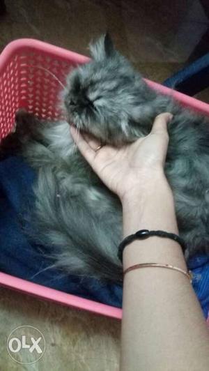 Little persian cat in gray color..market price is
