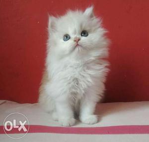 Long fur cute or friendly persian cats kitten