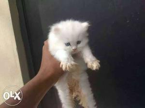 Long fure cute or more friendly traind baby persian cats