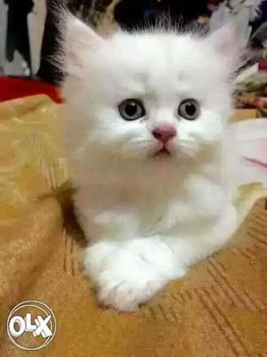 Low.price best deal healthy or more friendly baby persian
