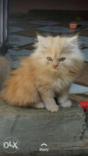 Low price long fur cute persian cats kitten sale
