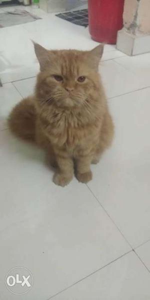 Male Persiyan cat 10 month golden colour for sell
