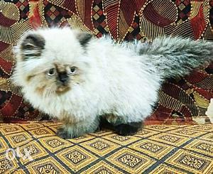 Male kitty available Himalayan or color point for