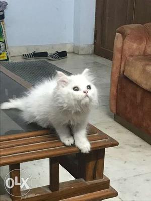Male persian cat 2 months old