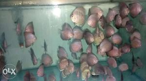 Mix lot of discus fish available. Strains include