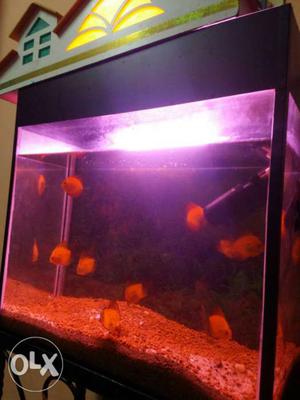 My aquarium with 12 numbers discuss Fish for sale