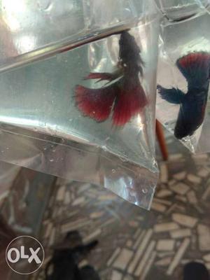 Normalbetta males available 35 rs And small