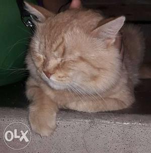 Orange Male Persian Cat For Mating Only