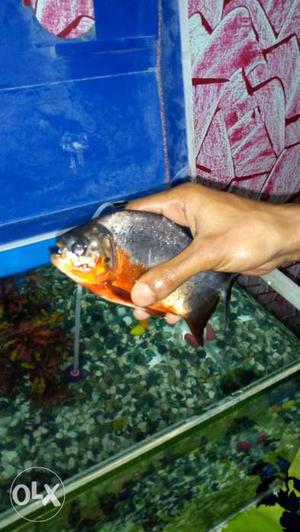 Paco Fish In Champdani