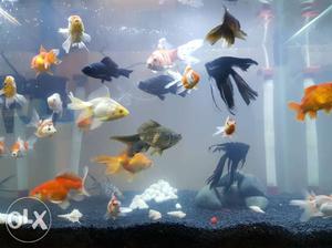 Pair all gold breed available. beeta; guppy and