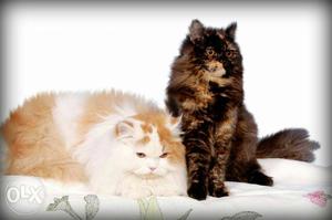 Pair of purest long hair Persian cats ultimate loving ones