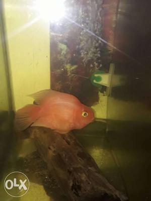 Perrot fish 4.5 inches sell or EXCHANGE albino