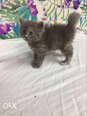 Persian Cat Grey Colour