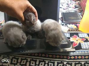 Persian Doll face Grey Kittens