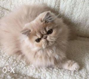 Persian Kittens For Sell TrustKennel OnlinePets Shop