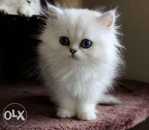 Persian cat available for sell