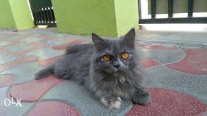 Persian cat female.. 8 month old..