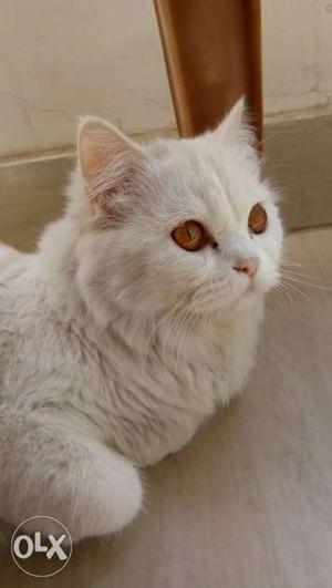 Persian cat female 9 months pure white
