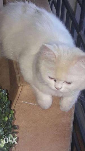 Persian cat for sale took 4days back for 9k only