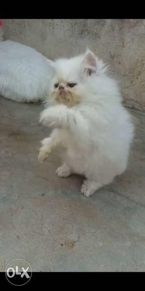 Persian cat for sell sell sell