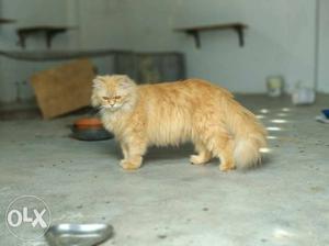Persian cat golden clr female for sell
