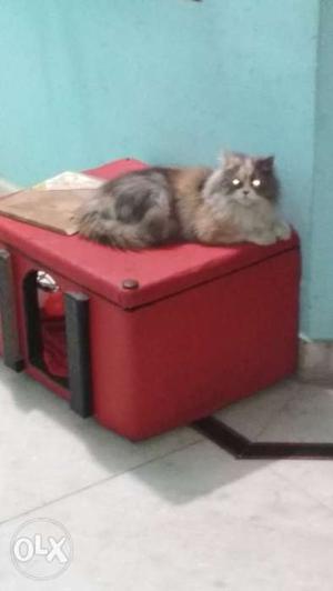Persian cat house at low price.red with