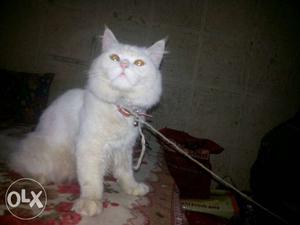 Persian cat jet white male