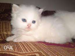 Persian cat kitten all pet deal sell and purchase