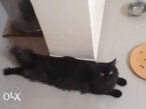 Persian cat male is available for breeding pure black