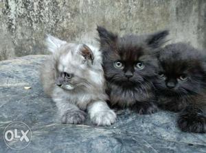 Persian cats 3 kittens