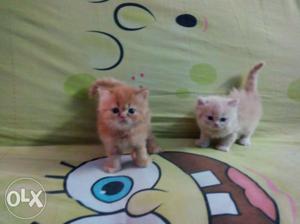 Persian cats male and female